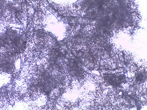 free_particle_mix_of_fibrillated_cellulose_and_nanoparticles-1-tif.jpg