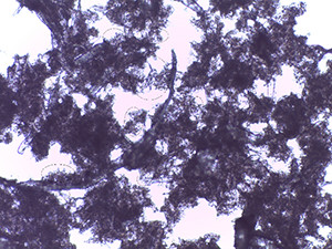 induced_adsorbtion_of_nanoparticles_onto_micro_nanofibrillated_cellulose-mnfc--1-tif.jpg