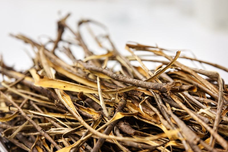 Willow bark. Photo credit: Anni Hanén