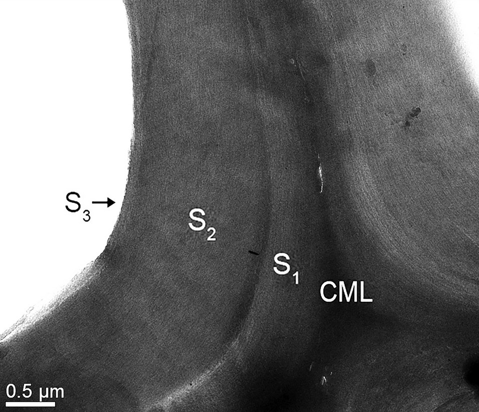 TEM image of wood cell wall. Photo credit: Mehedi Reza