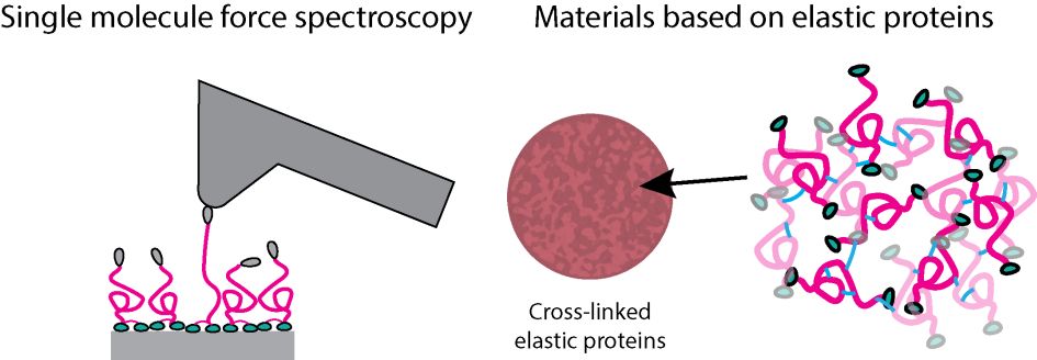 resilin2.jpg