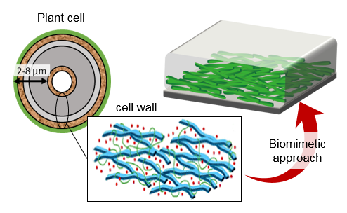 Biomimetic cellulose 2D-surfaces
